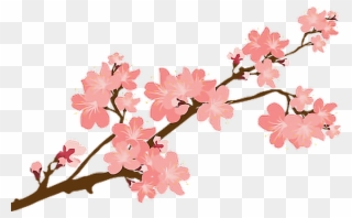 Reportar Abuso - Transparent Cherry Blossom Vector Clipart