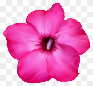 Flower Pink Clip Art Png Image - Desert Flower Png Transparent Png
