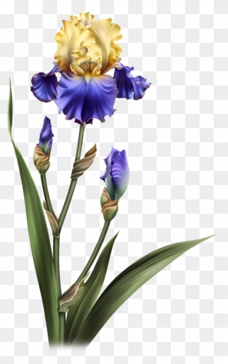 Iris Dreams Flower Pots, Potted Flowers, Iris, Clip - Transparent Background Moonbeam1212 Elements - Png Download