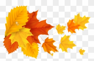 Yellow Orange Fall Leafs Png Clipart Picture - Maple Leaf Png Hd Transparent Png