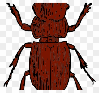 Beetle Clipart Stag Beetle - Beetles Clipart - Png Download