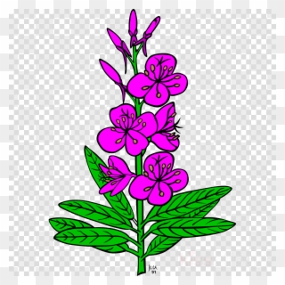 Fireweed Clipart Chamaenerion Angustifolium Clip Art - Fireweed Clipart - Png Download