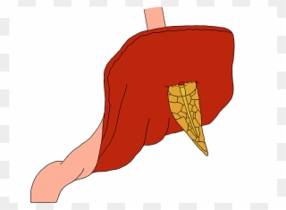 Are Now Circumferentially Placed Between The Main Pancreatic - Mucous Membrane Clipart