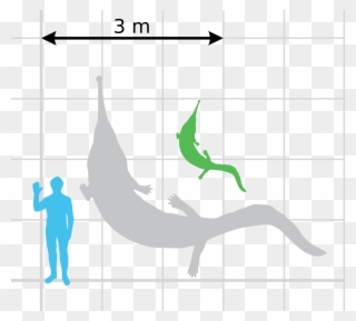 File Prionosuchus Scale Wikimedia Commons Open - Size Clipart