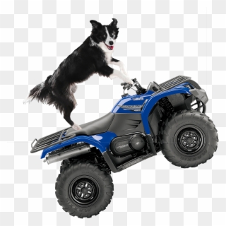Fun For All The Family - Dog On A Quad Clipart
