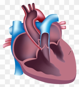 During Intense Physical Exercise The Hypertrophic Heart - Vertical Section Of The Human Heart Clipart