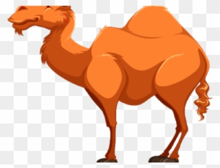 Camels Clipart Gambar - Cartoon Images Of Camel - Png Download