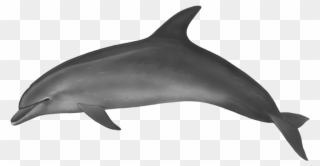 Dolphin Picture Without Water Clipart