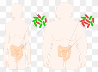 Lean People Have A Higher Proportion Of 'fit' Bacteria - Illustration Clipart