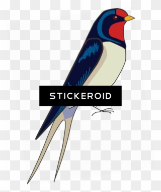 Barn Swallow S Birds - European Swallow Clipart