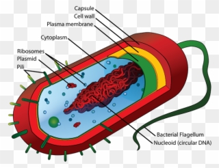 Pathogens Body Systems Bacteria - Prokaryotic Cell Diagram Clipart