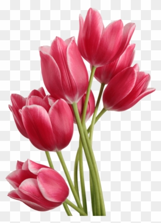 Svg Royalty Free Download Bouquet Transparent Tulips - Tulip Png Clipart