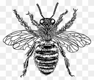 Bee Queen Svg Vector File, Vector Clip Art Svg File - Vintage Honey Bee Illustration Png Transparent Png
