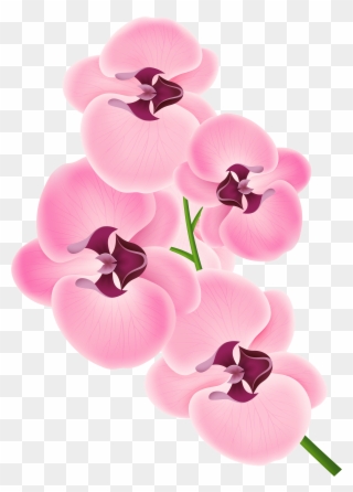 Spa Orchid - Pink Orchid Clipart Png Transparent Png