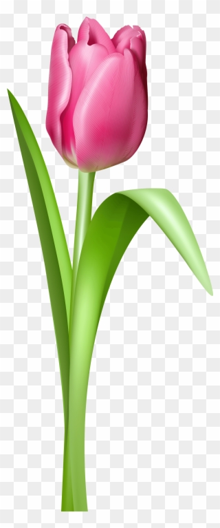 Free Clip Art Flowers Tulips Free Tulip Clipart Free - Tulip Transparent Background - Png Download