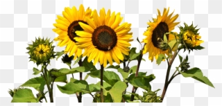 Common Sunflower Clip Art Transprent Png Free Transparent Png