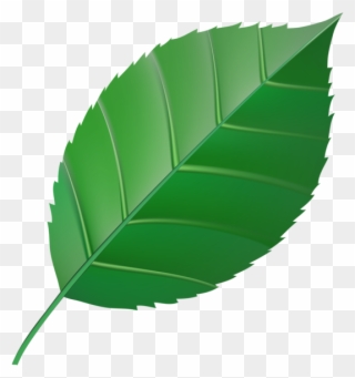 Green Leaf Transparent Clip Art Image - Green Color Clipart Leaf - Png Download