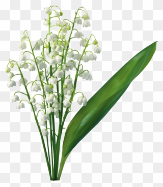 Transparent Lily Of The Valley Magnolia, Lily Of The - Lily Of The Valley Png Clipart