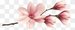 Spring Magnolia Branch Png Clip Art Image - Pink Magnolia Flower Png Transparent Png