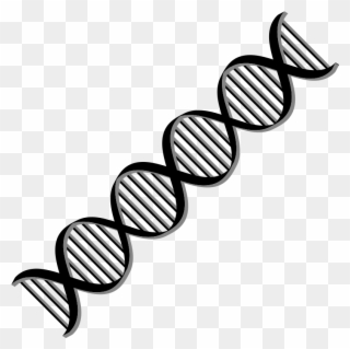Transparent Black And White Dna Clipart - Dna Helix Black And White - Png Download