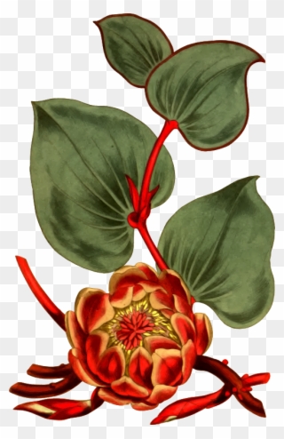 Floral Design Curtis's Botanical Magazine Drawing Flower - Protea Cordifolia T-shirt Clipart