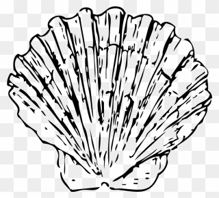 Shell Fish Clip Art Download - Shell Drawing Png Transparent Png