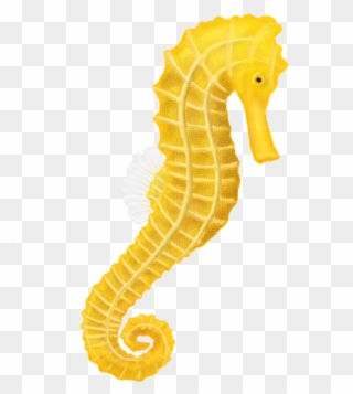 Seahorse Clipart Small Seahorse - 海馬 Png Transparent Png