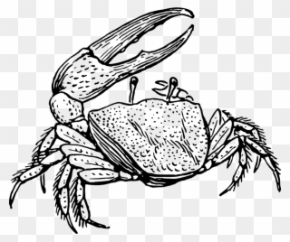 Fiddler Crab Drawing Decapoda Line Art - Fiddler Crab Drawing Clipart