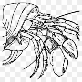 Crab Clipart Black And White Crab Clipart Black And - Hermit Crab Clipart Black And White - Png Download
