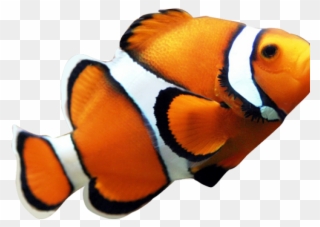 Clown Fish No Background Clipart