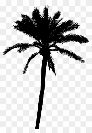 20 Palm Tree Silhouette Vol - Palm Trees Vector Png Clipart