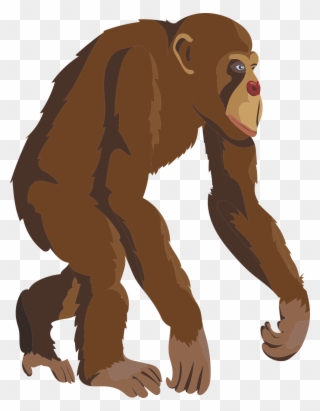 Chimpanzee Clipart Brown Monkey - Simpanse Clipart - Png Download