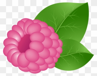 15 Fruit Clipart Raspberry For Free Download On Mbtskoudsalg - Transparent Background Raspberry Clipart - Png Download