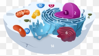 Animal Cell Diagram Without Labels - Cell Biology Png Clipart
