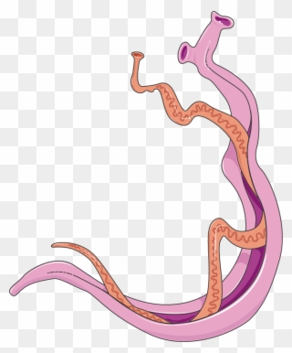 Download The Image - Imagem Schistosoma Mansoni Clipart