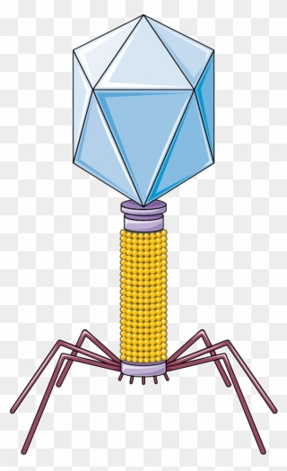 Bacteriophage F - Beer Can House Clipart