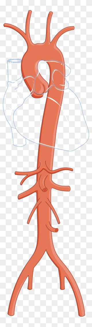 Aorte - Arterial Stiffness Clipart