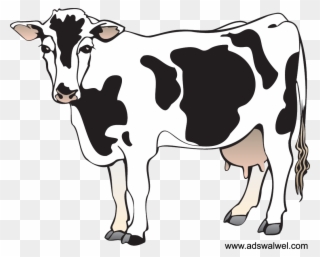 Related Image Cow Illustration, Cow Pictures, Cow Clipart, - Cow Clipart - Png Download