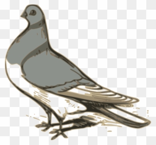 Pigeon Illustration Clipart