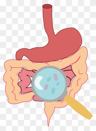 Role Of Microbiome In Enteric Disease - Gut Flora Clipart