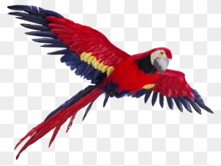 Parrot Clipart Picsart Png - Parrot Flying Png Transparent Png