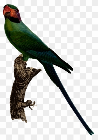 Parrot - Parakeet Clipart