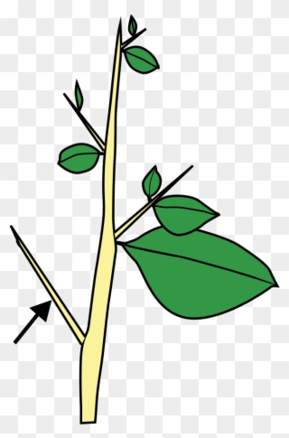 Stem Morphology Type Thorn - Carissa Thorn Stem Modification Clipart