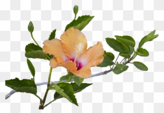 Hibiscus Flower And Leaves Clipart