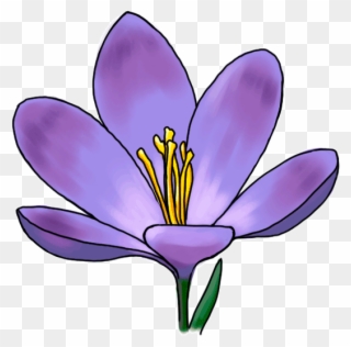 Clipart Freeuse Stock Flower Iridaceae Plant Purple - Draw A Crocus Step By Step - Png Download