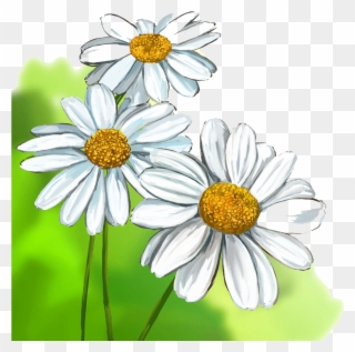 Png Black And White Stock Chrysanthemums Drawing Aster - Daisy Drawing Clipart