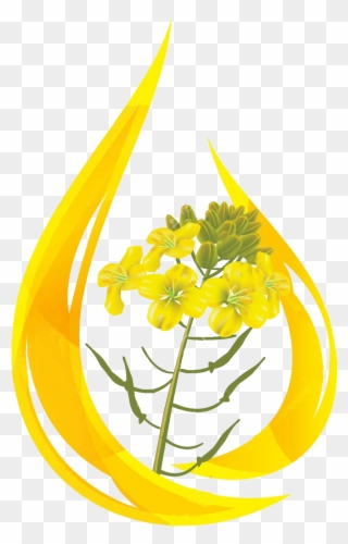 Oil Clipart Mustard Oil - Mustard Flower Png Transparent Png