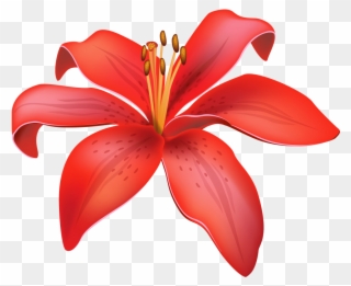 Lily Clipart Tomato Flower - Red Lily Flower Vector Png Transparent Png