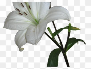 Lily Clipart Transparent Background - White Lily Transparent Background - Png Download