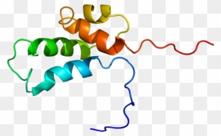 Dna Polymerase Beta Clipart